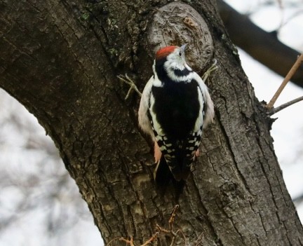 נקר בינוני - ML646680515