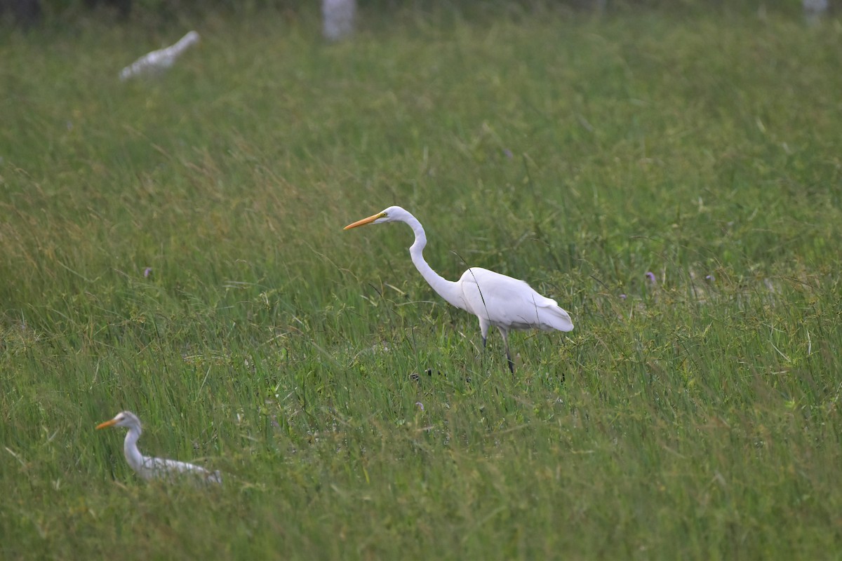 Great Egret - ML646680516