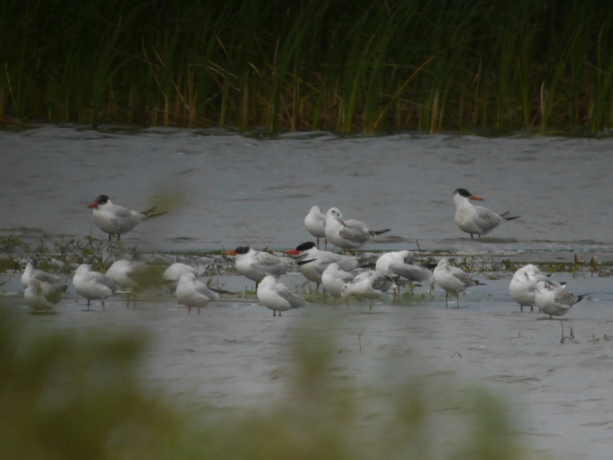 オニアジサシ - ML646680517