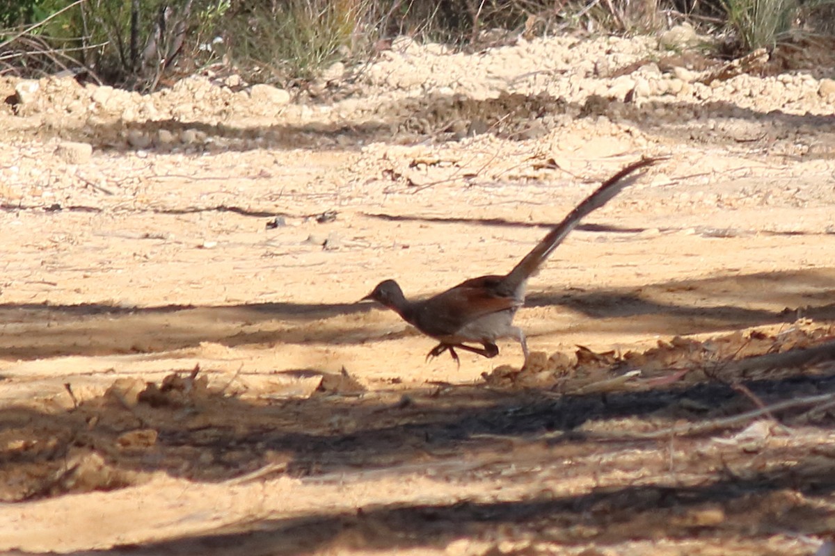 lyrochvost nádherný - ML646680518