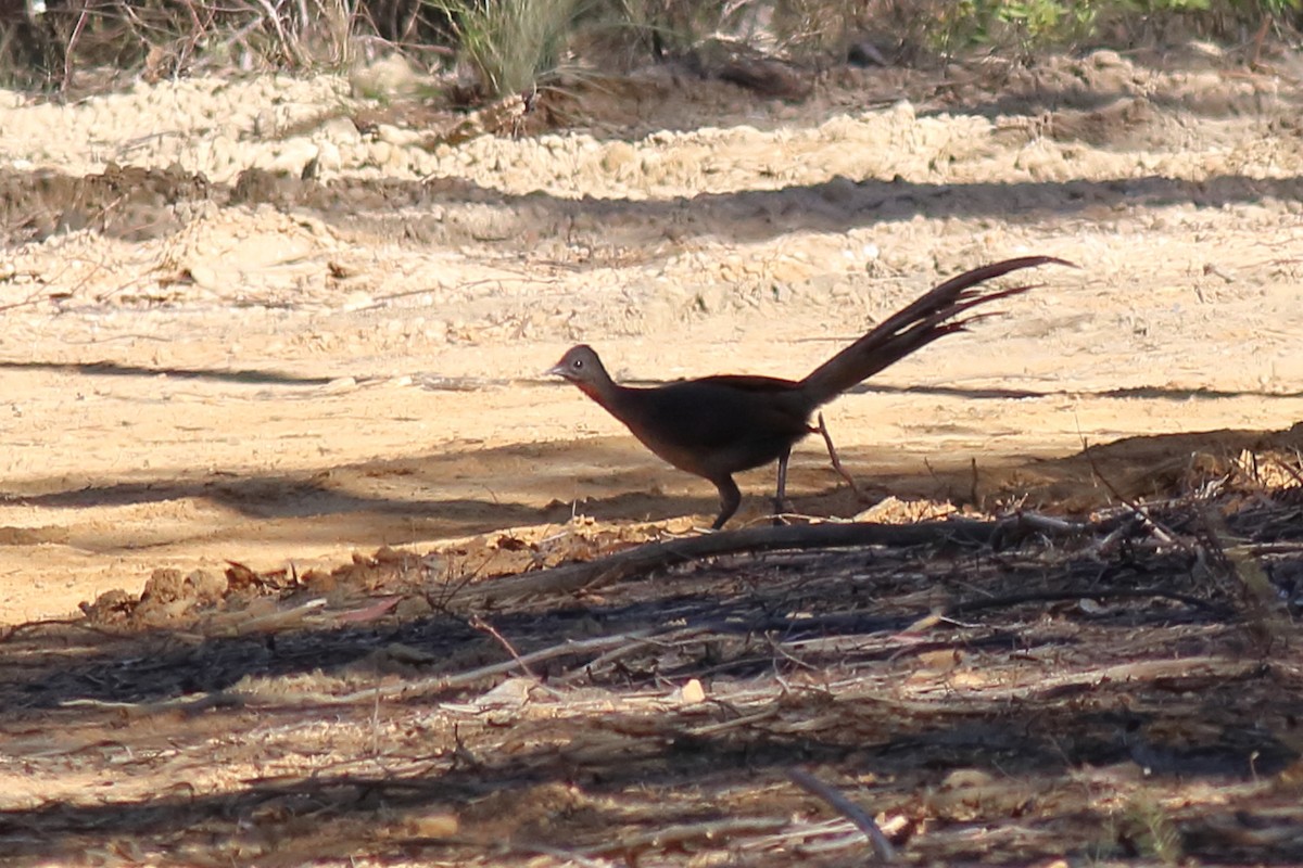 lyrochvost nádherný - ML646680520