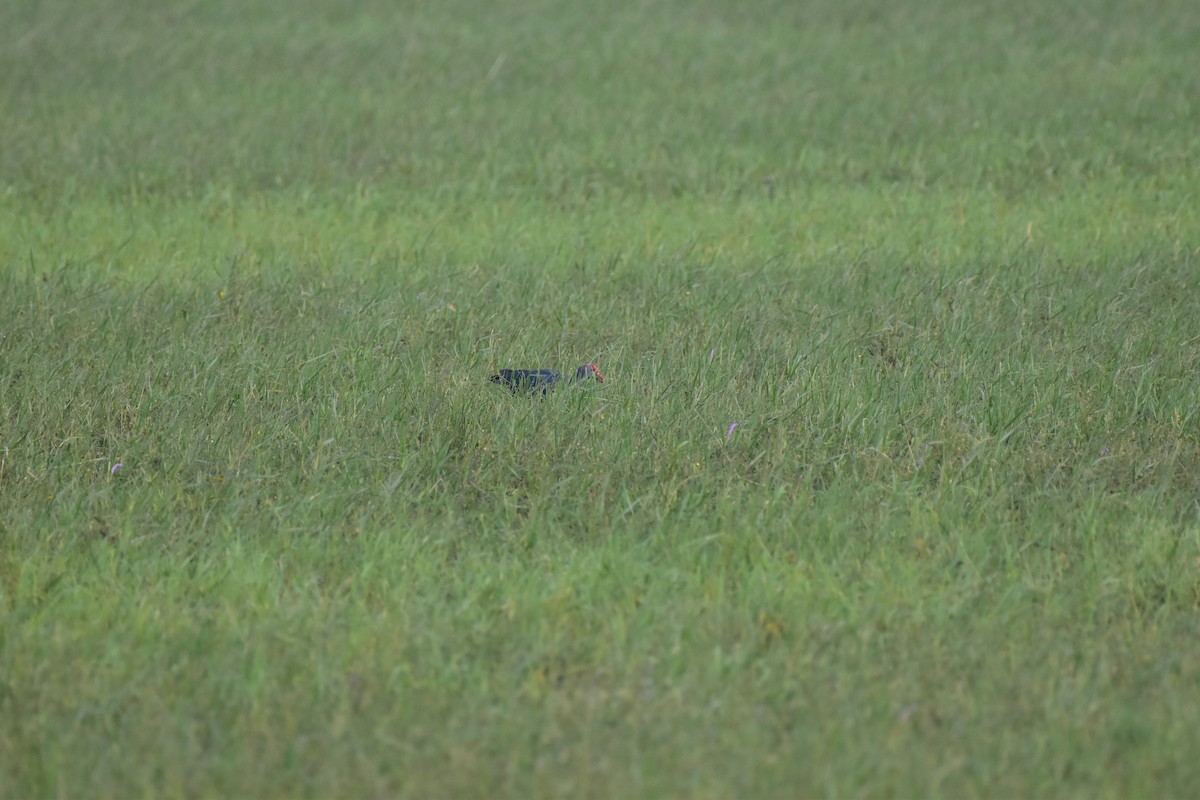 Gray-headed Swamphen - ML646680521