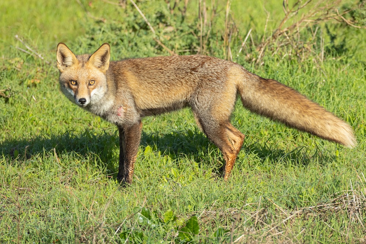 Iberian Red Fox - ML646680522