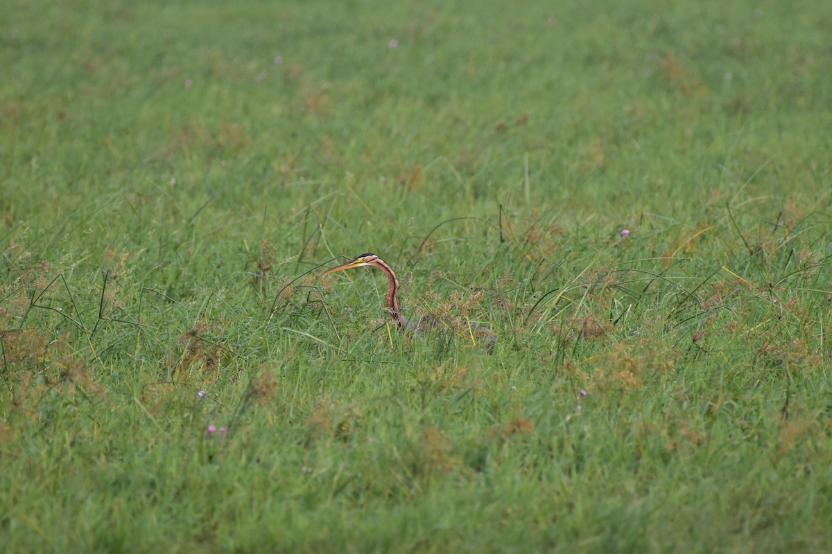 Purple Heron - ML646680523