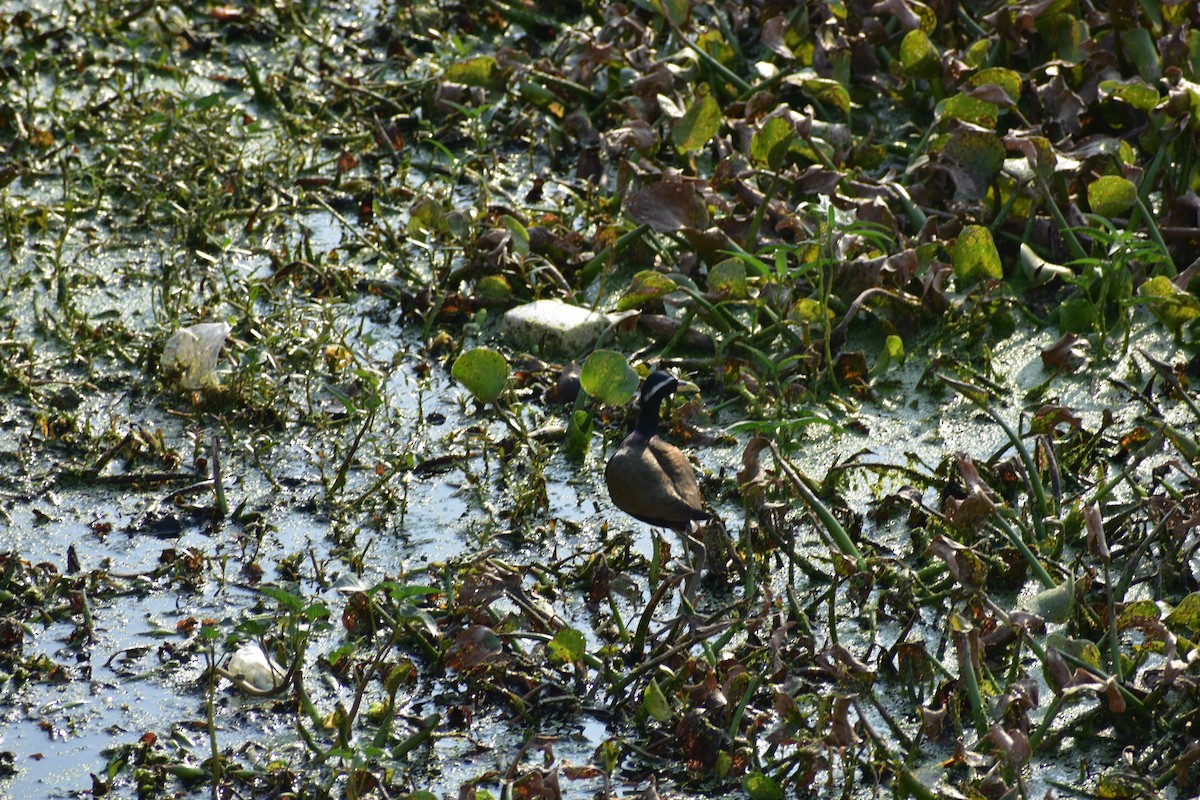 ostnák hnědoocasý - ML646680525