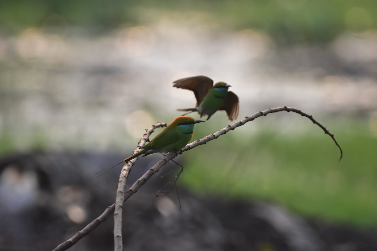 Asian Green Bee-eater - ML646680528