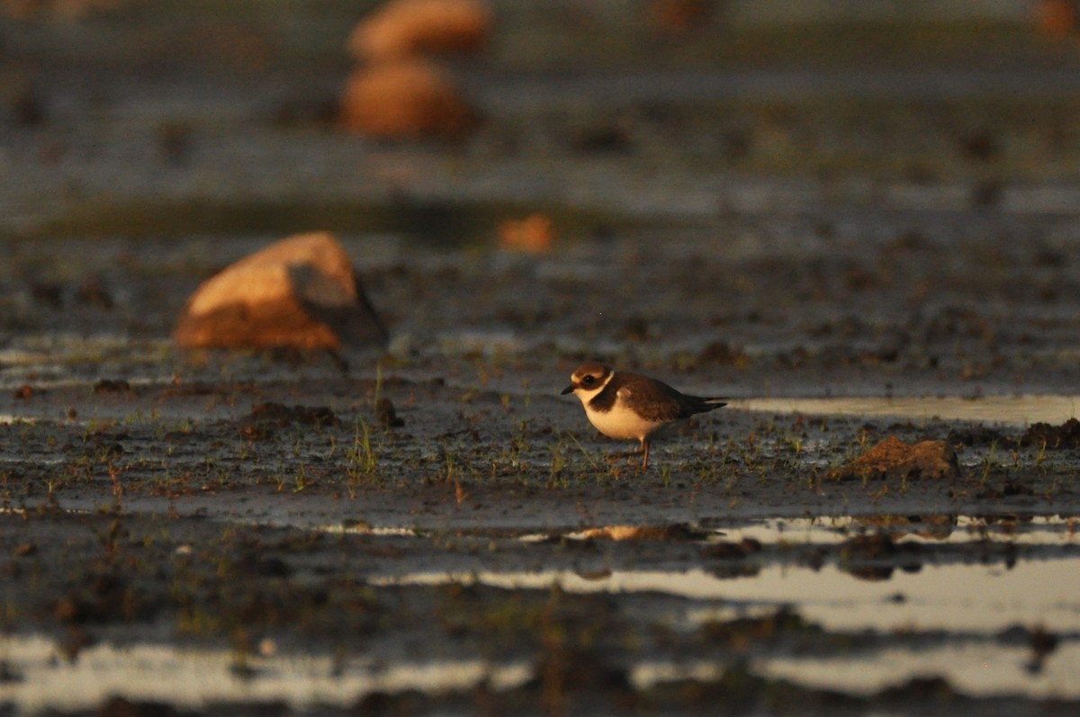 ハジロコチドリ - ML646680529