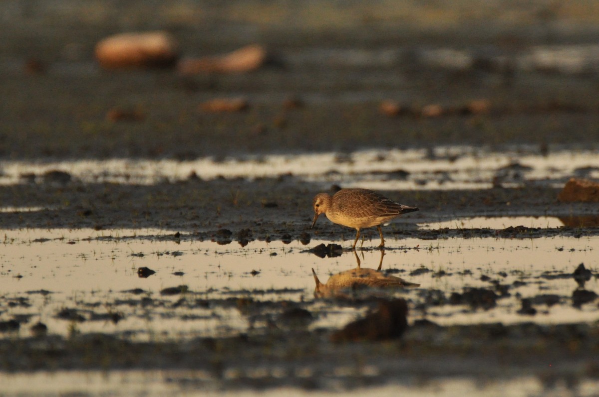 コオバシギ - ML646680530