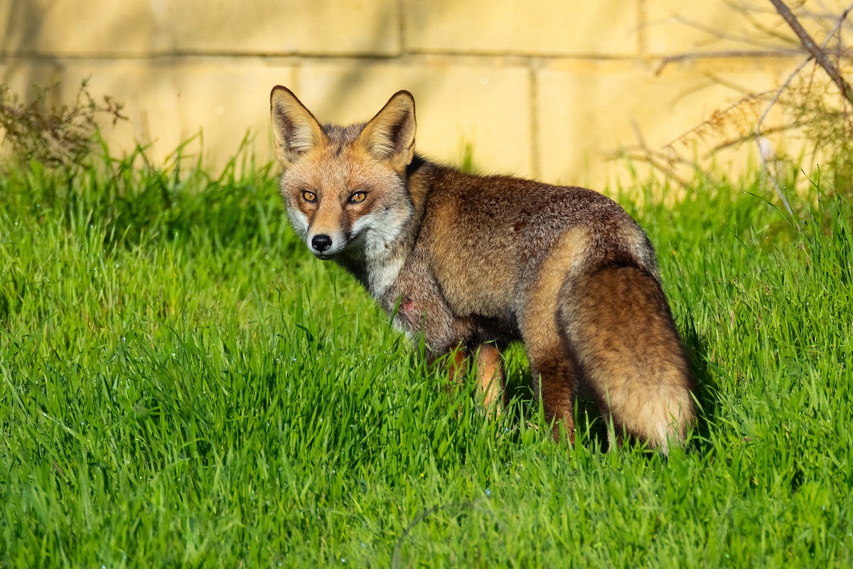 Iberian Red Fox - ML646680531