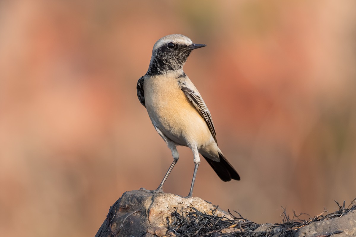 Desert Wheatear - ML646680532
