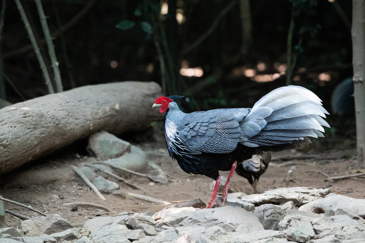 ミヤマハッカン - ML646680535