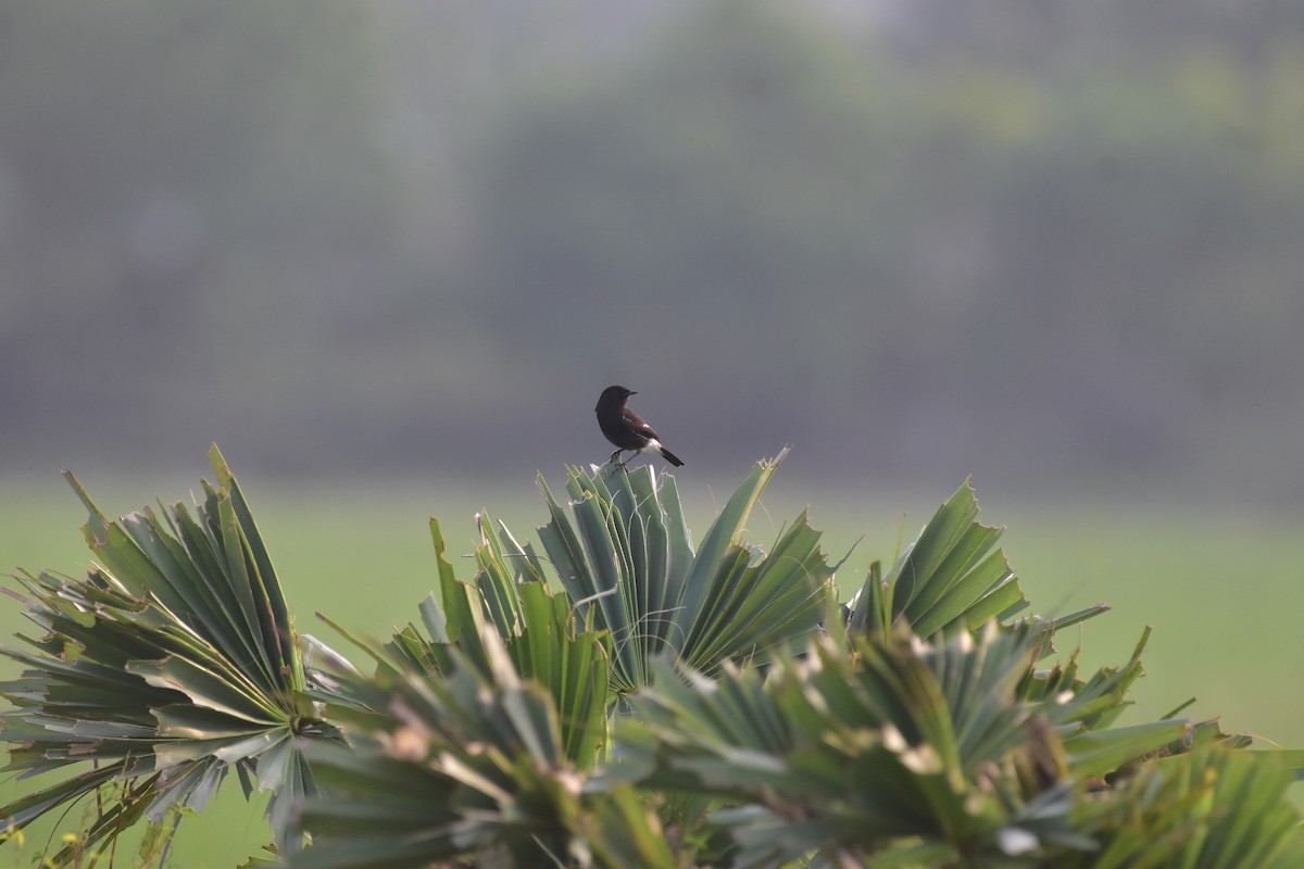 Pied Bushchat - ML646680536
