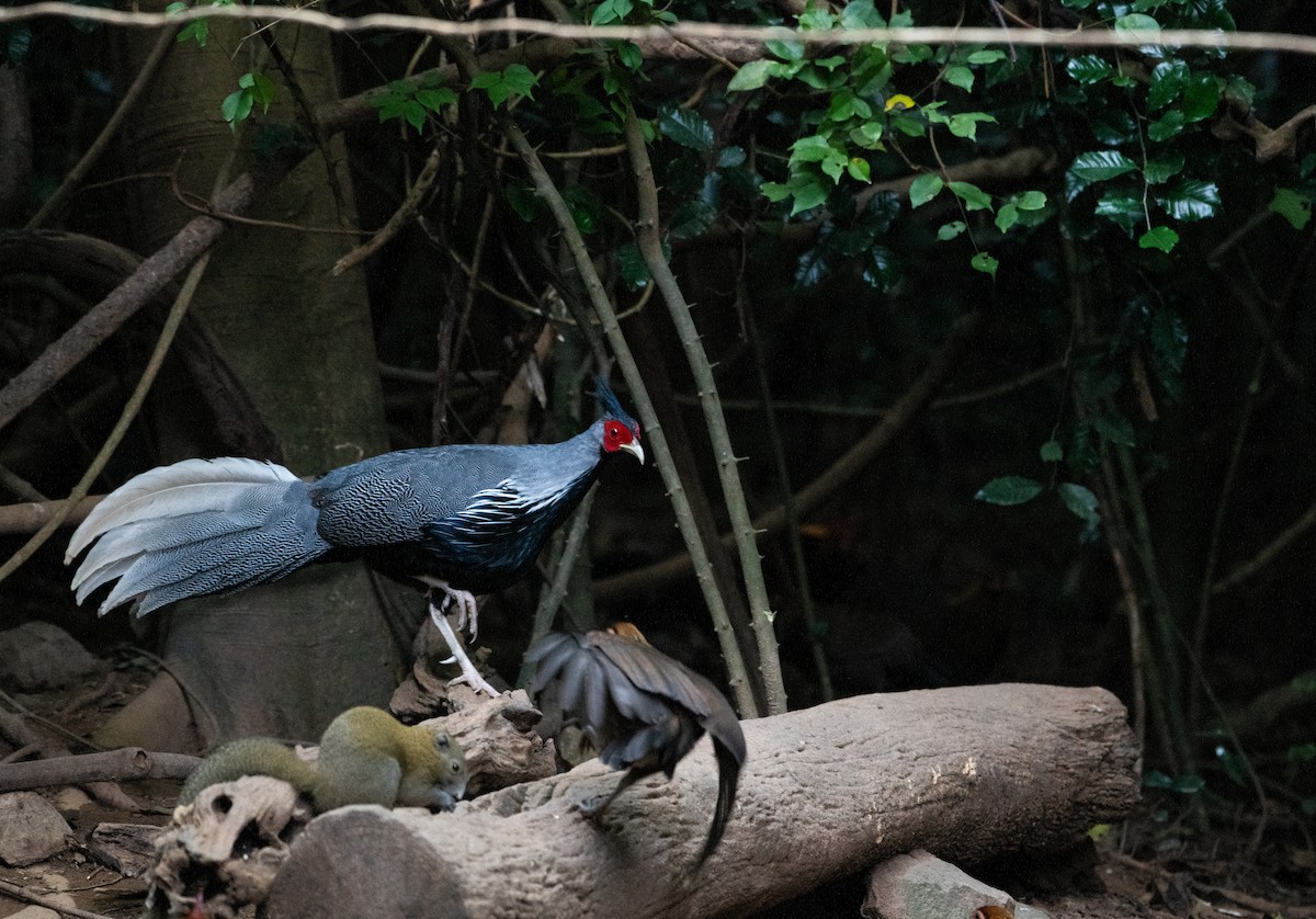 ミヤマハッカン - ML646680537