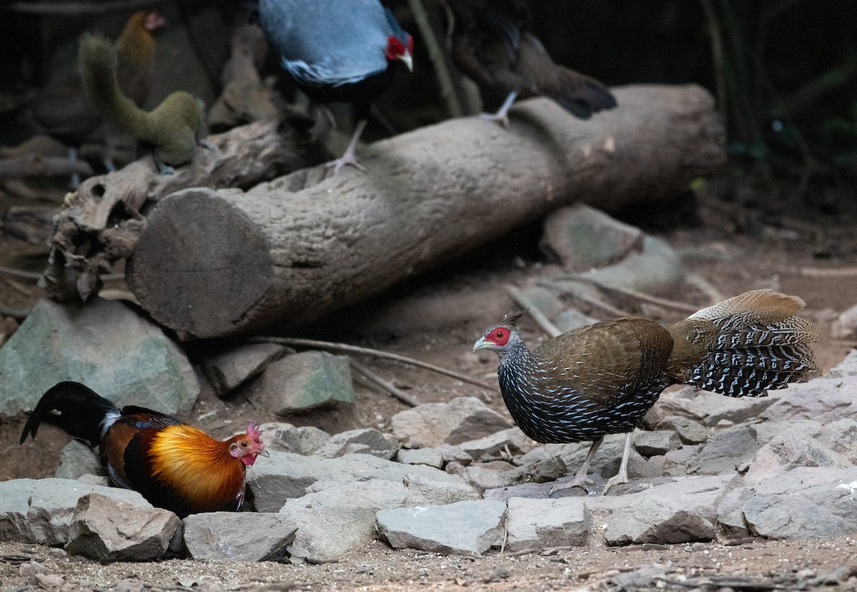 ミヤマハッカン - ML646680538