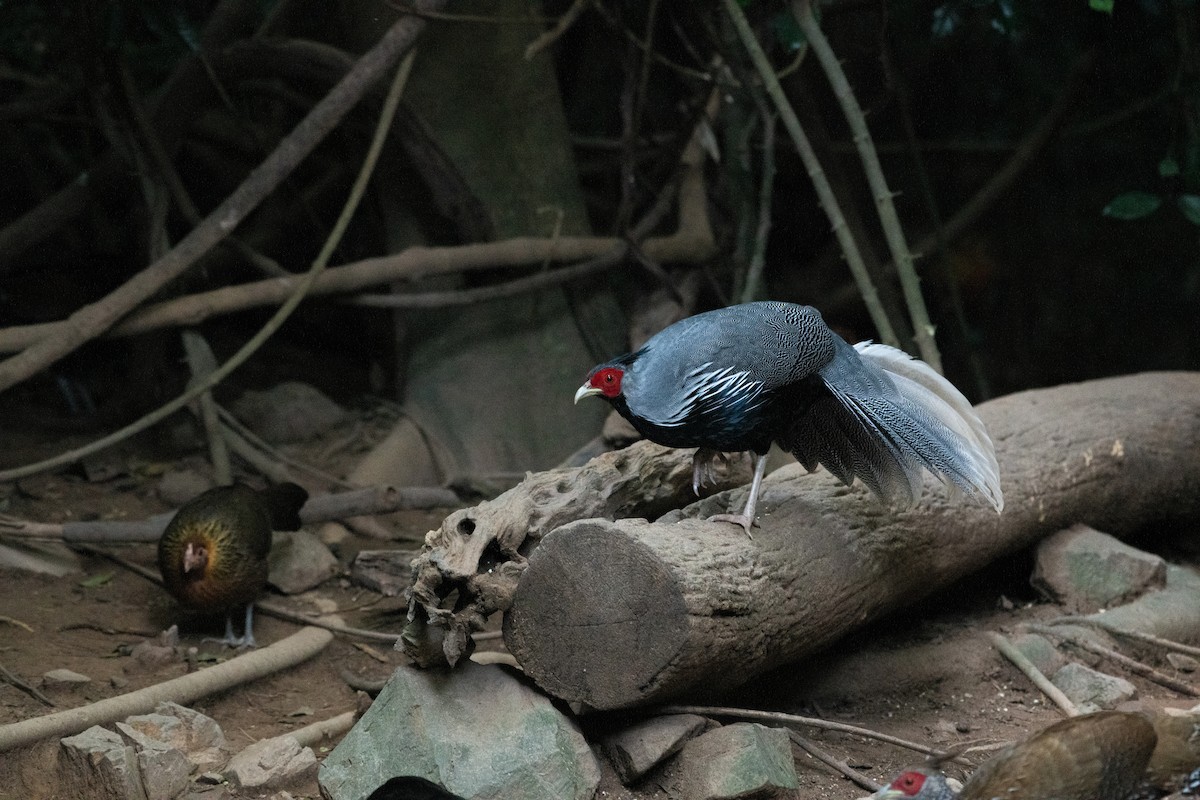 ミヤマハッカン - ML646680539