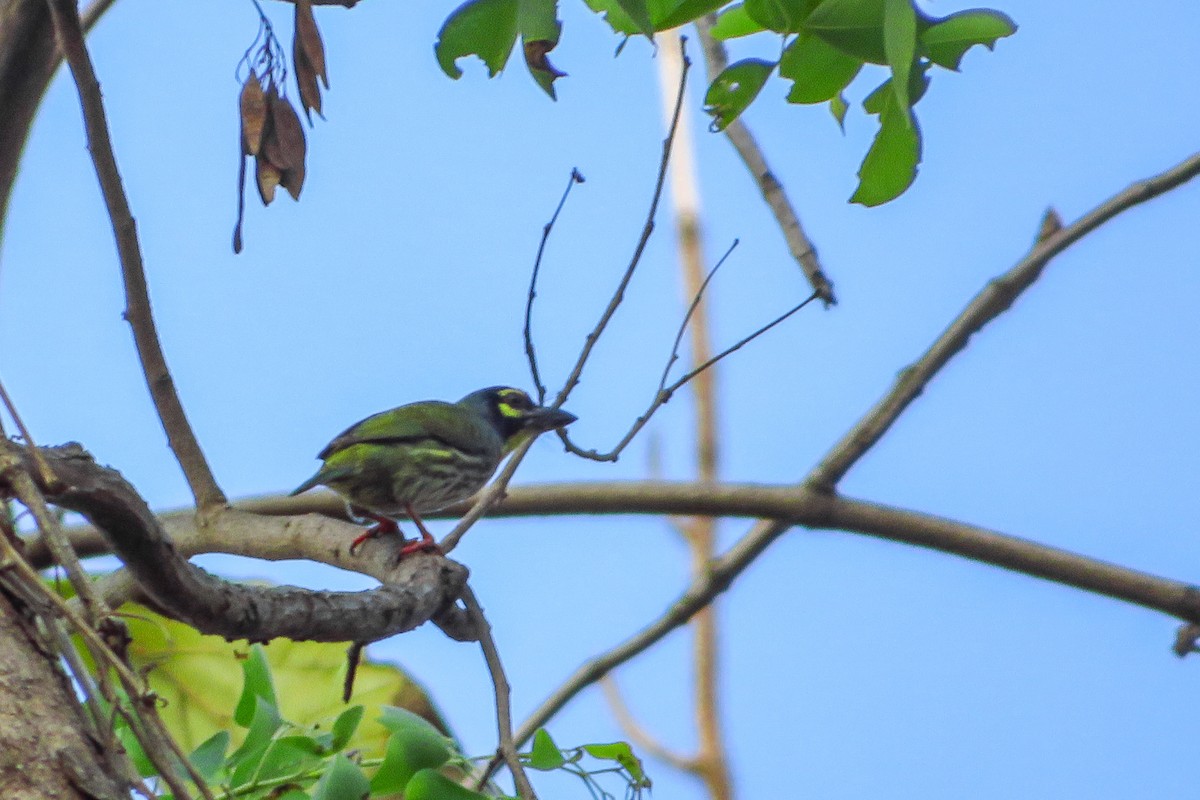 Coppersmith Barbet - ML646680542