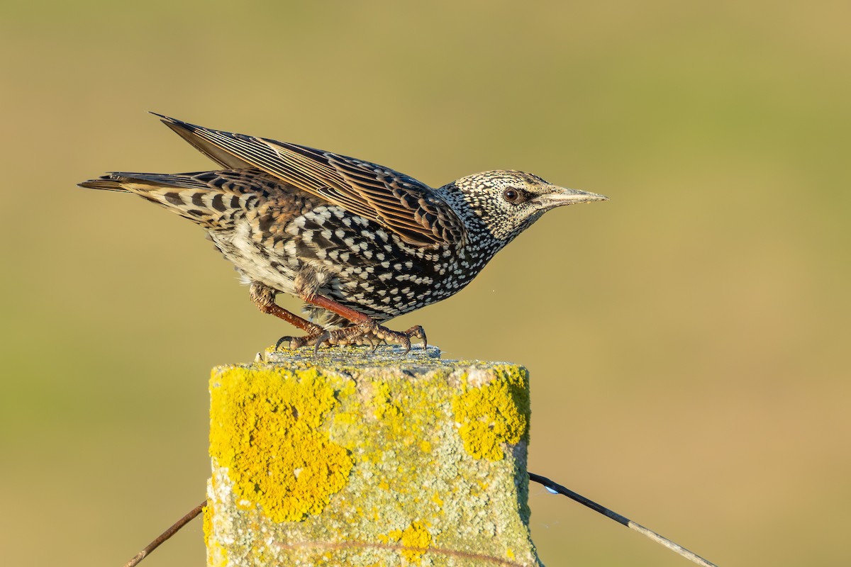 Шпак звичайний - ML646680543