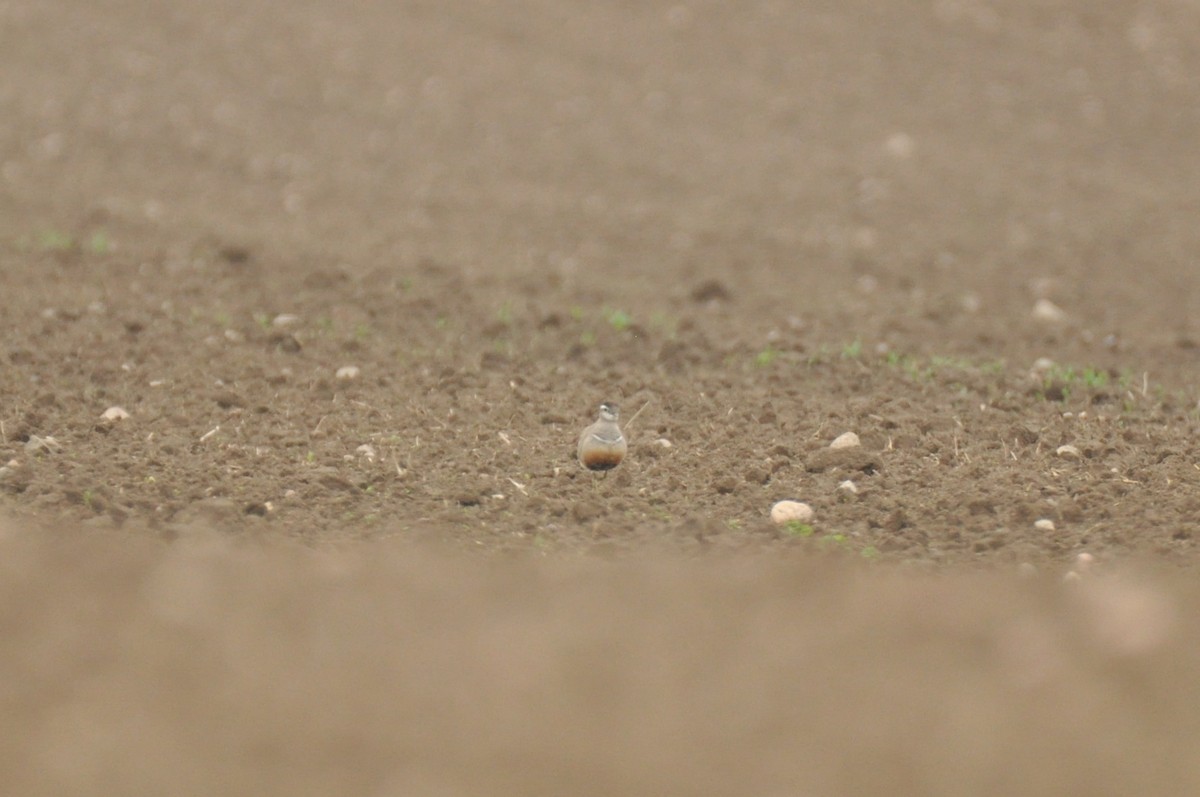 コバシチドリ - ML646680544