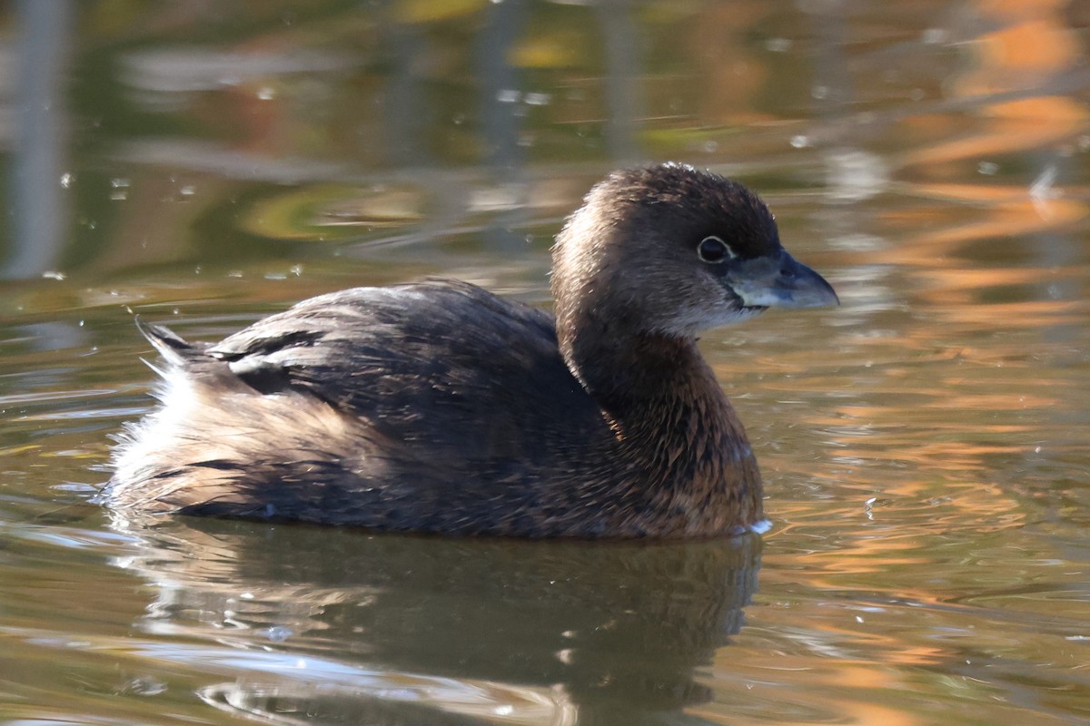 Pied-billed Grebe - ML646680545