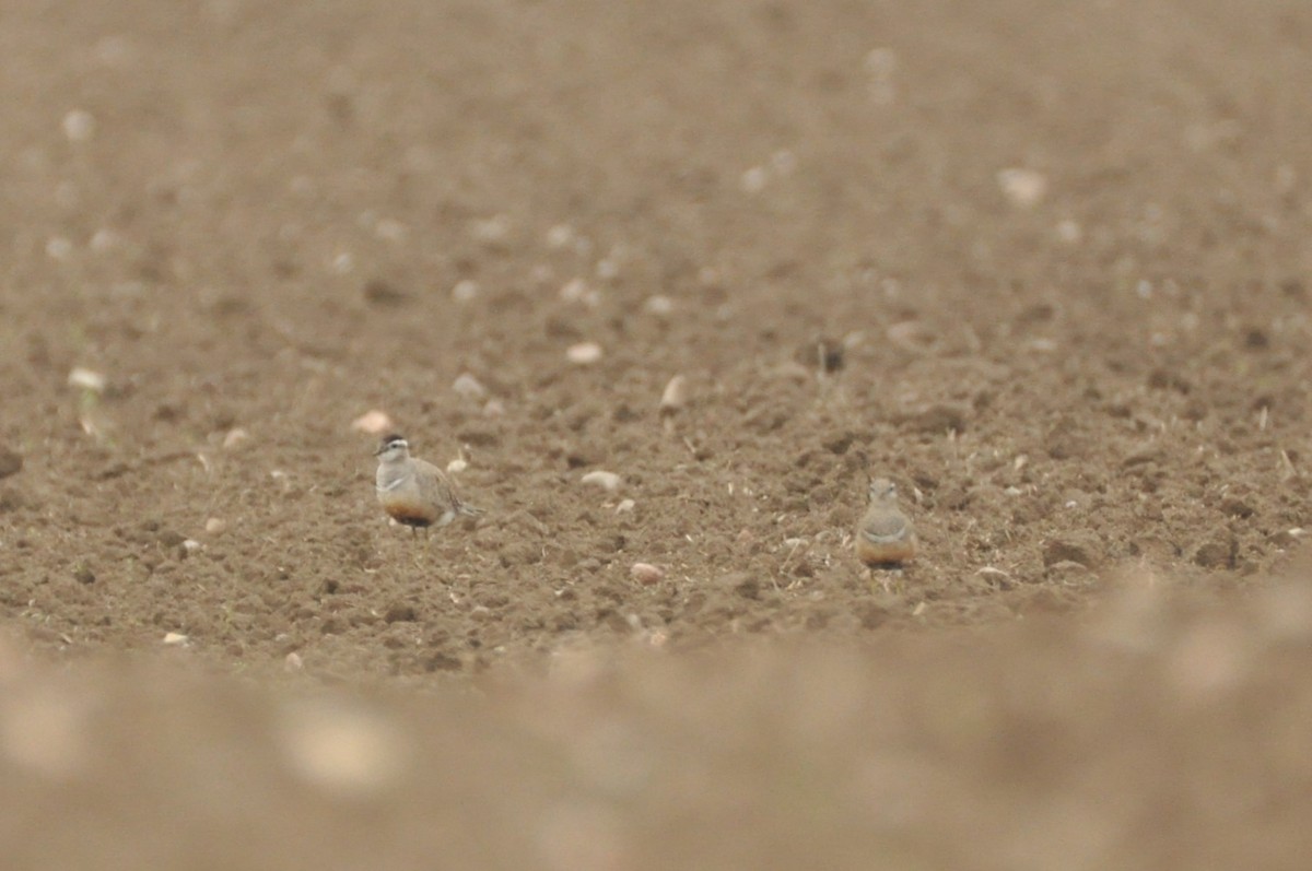 コバシチドリ - ML646680546