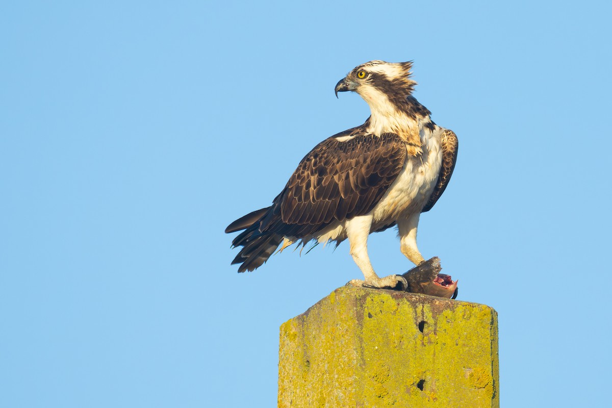 Скопа західна - ML646680547