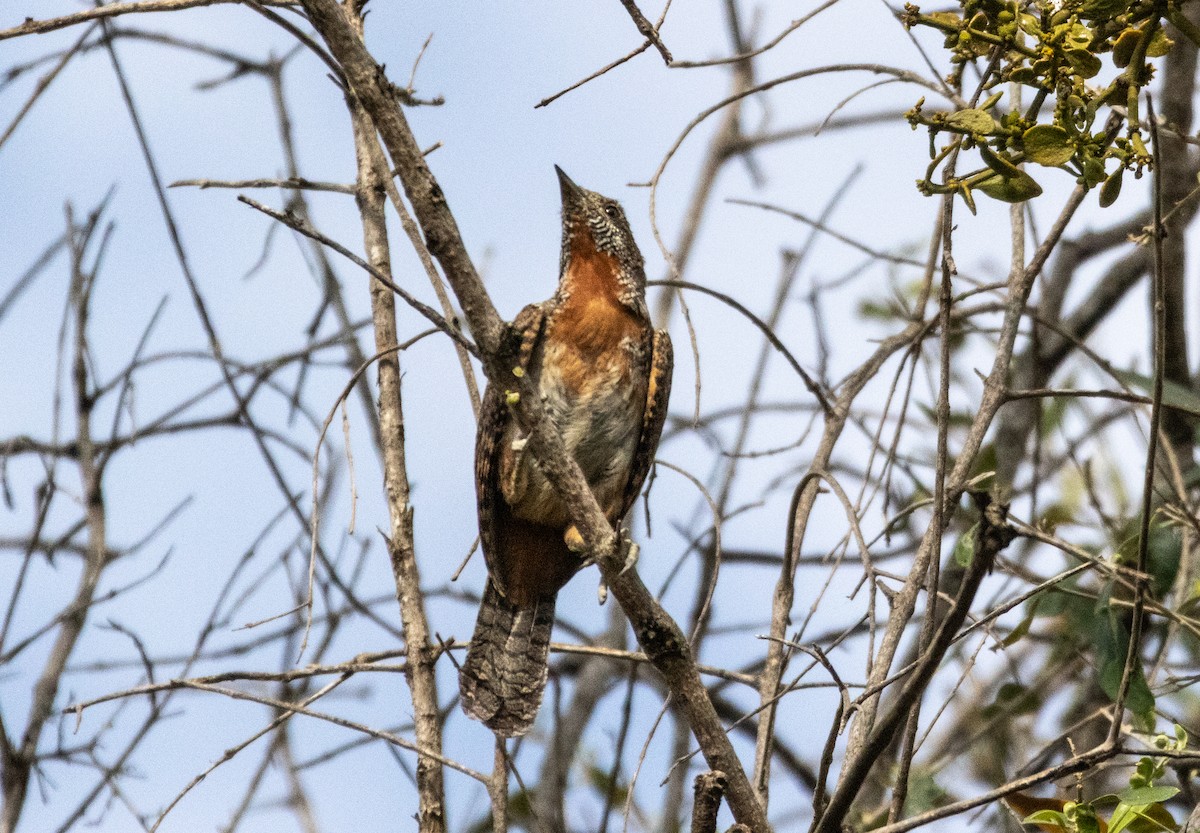 Red-throated Wryneck (Ethiopian) - ML646680548
