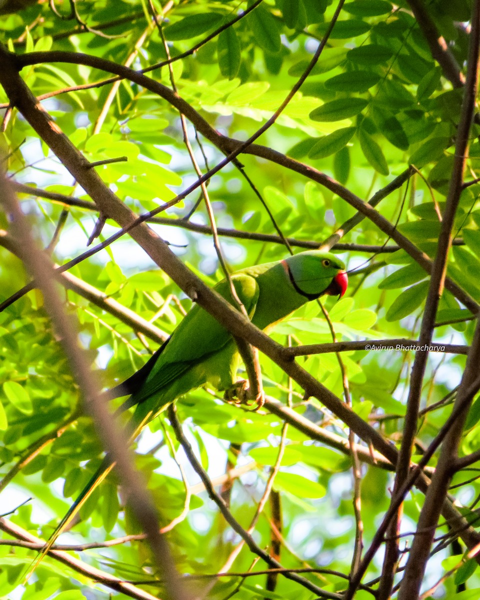 Parrocchetto dal collare - ML646680549