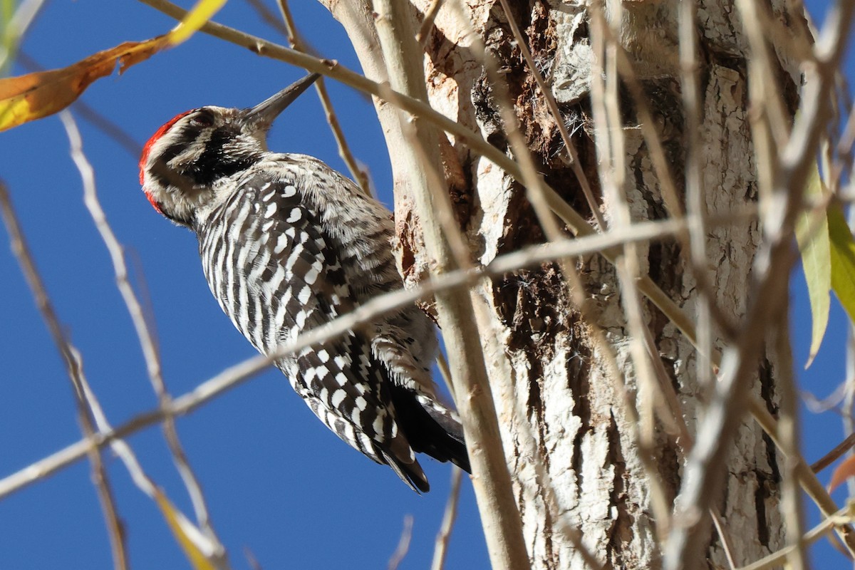 Ladder-backed Woodpecker - ML646680550