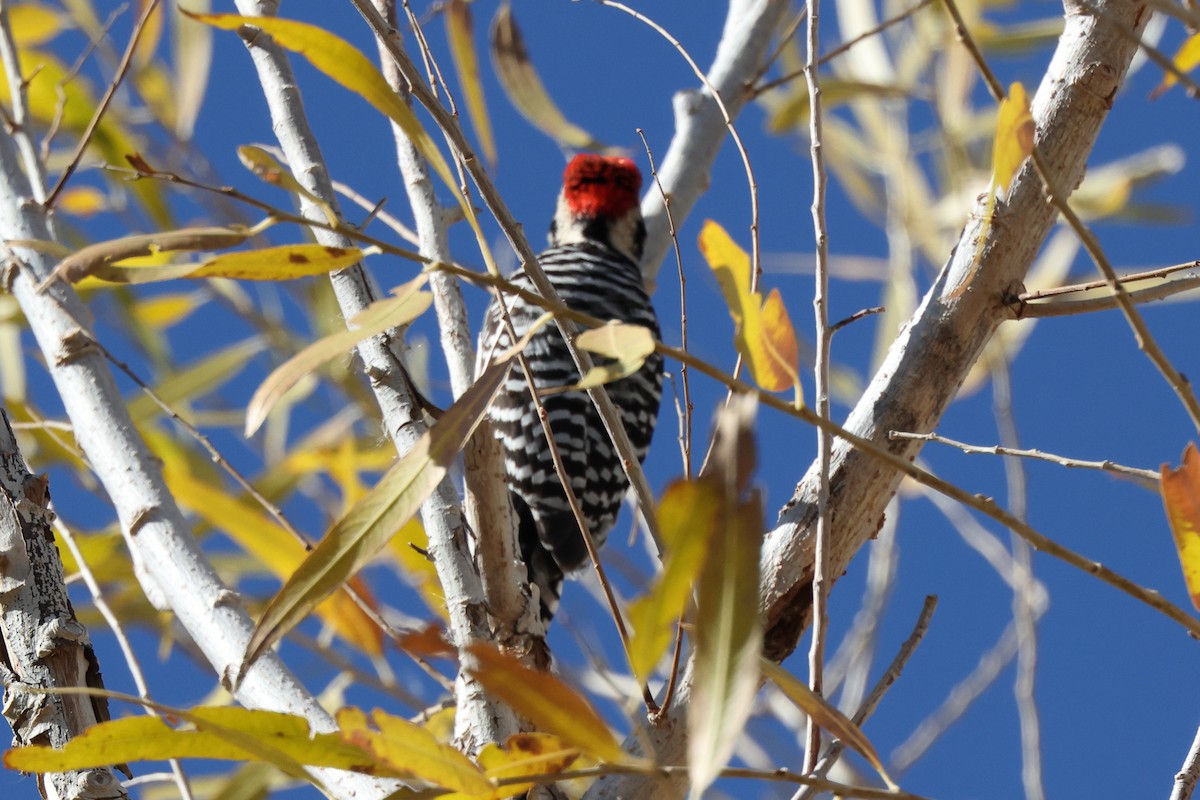 Ladder-backed Woodpecker - ML646680551