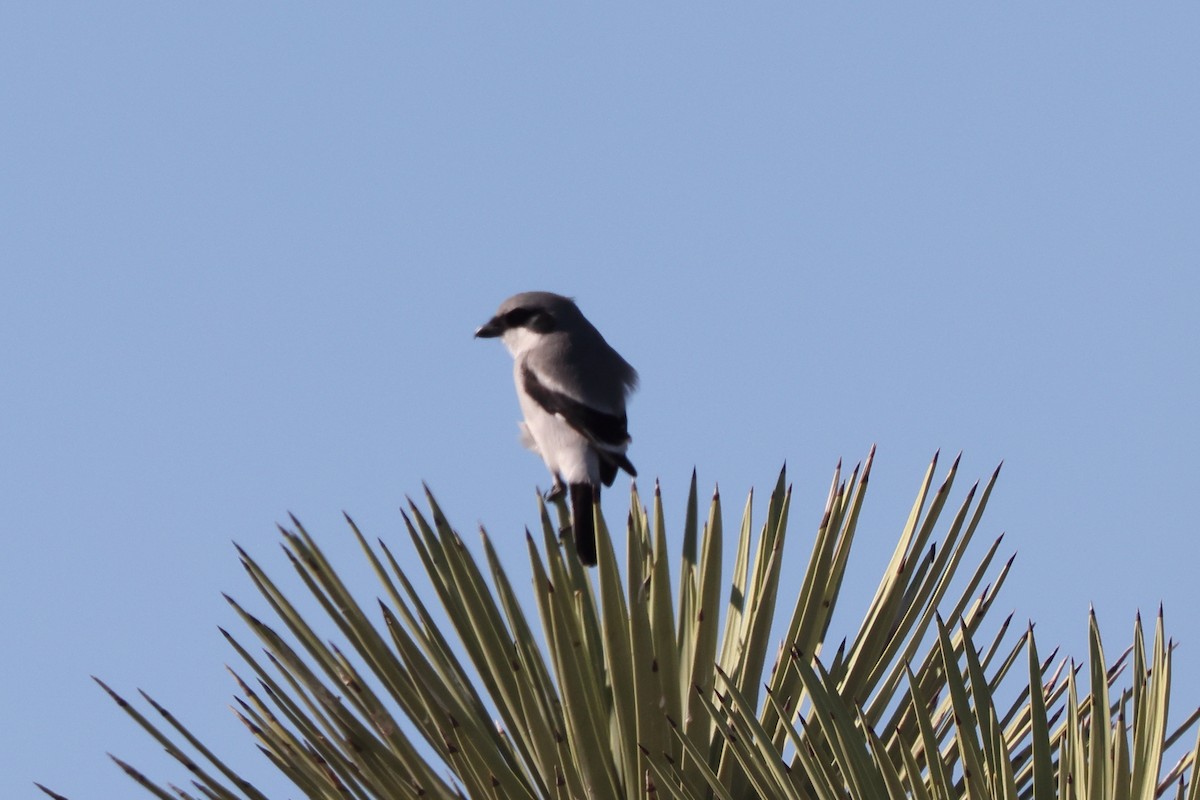 Loggerhead Shrike - ML646680552