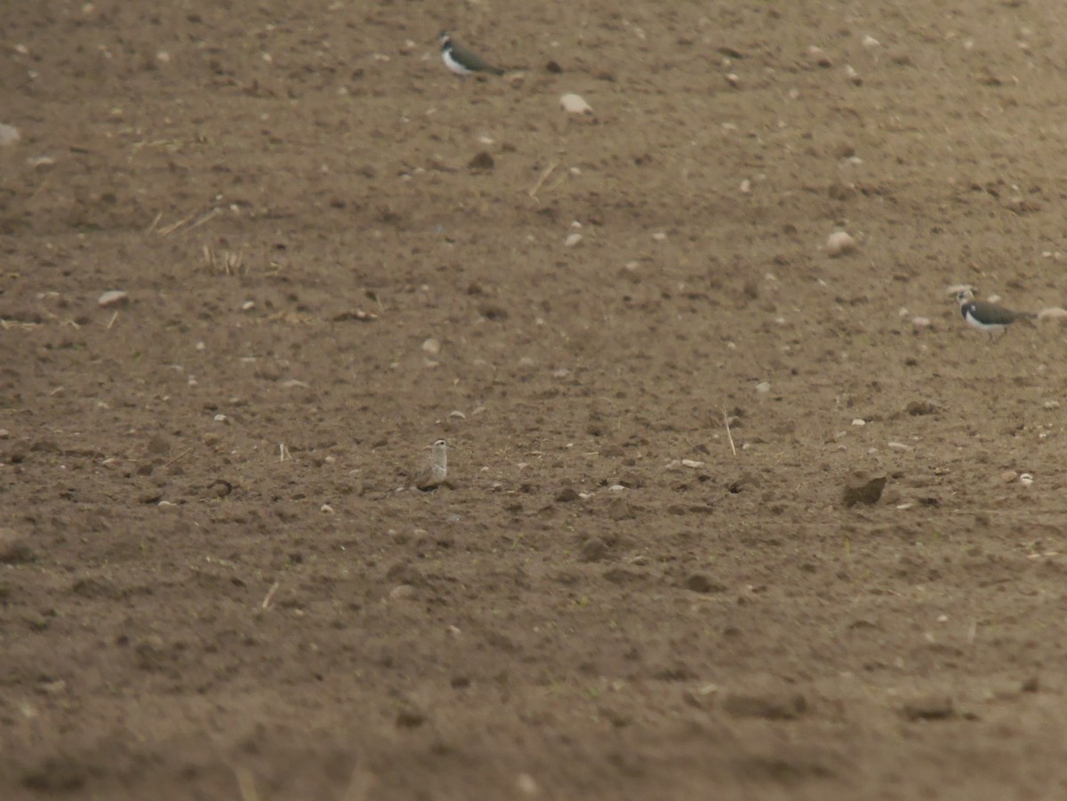 Piviere tortolino - ML646680554