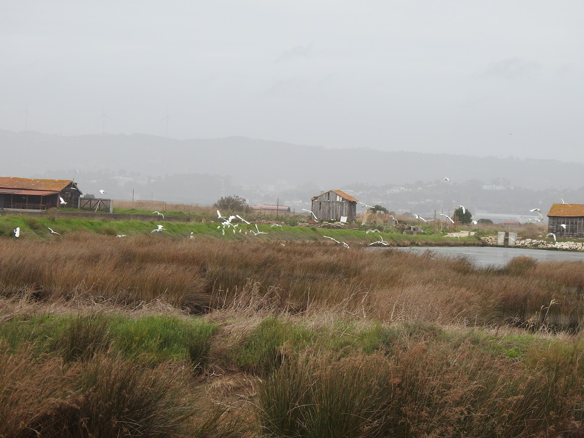 Garzetta - ML646680555