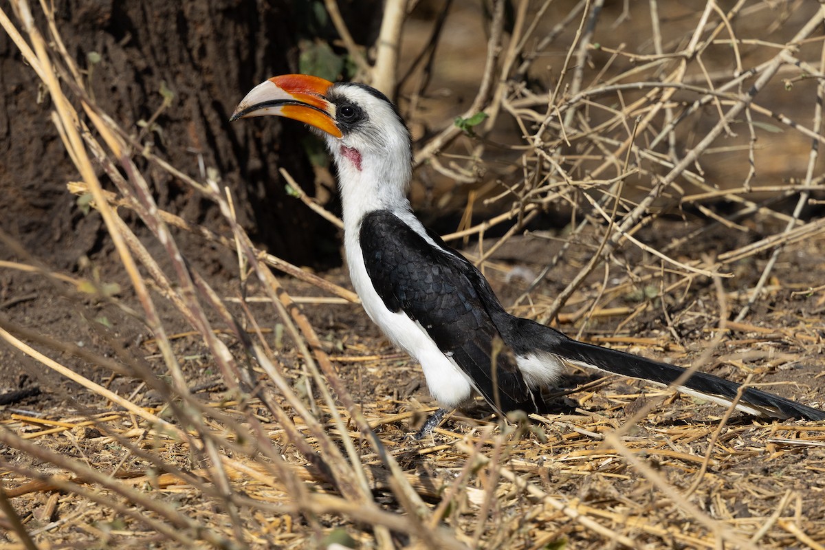 Von der Decken's Hornbill - ML646680557