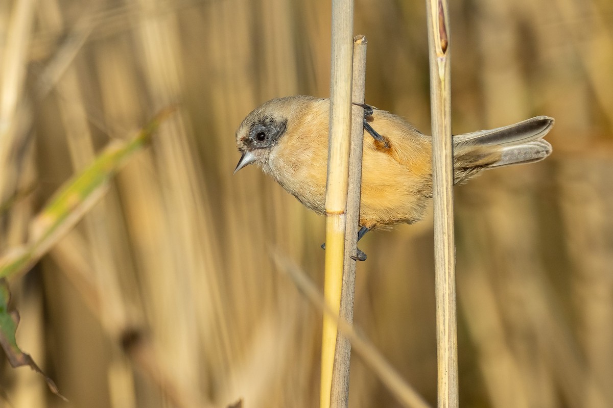 Pendolino - ML646680558