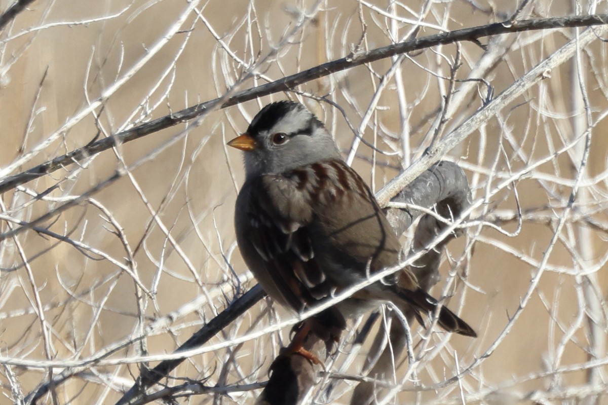 White-crowned Sparrow - ML646680559