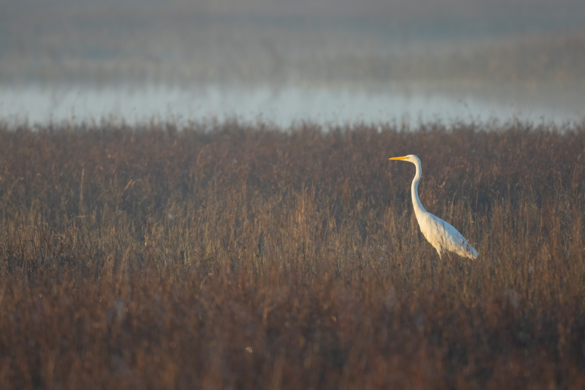 Airone bianco maggiore - ML646680561
