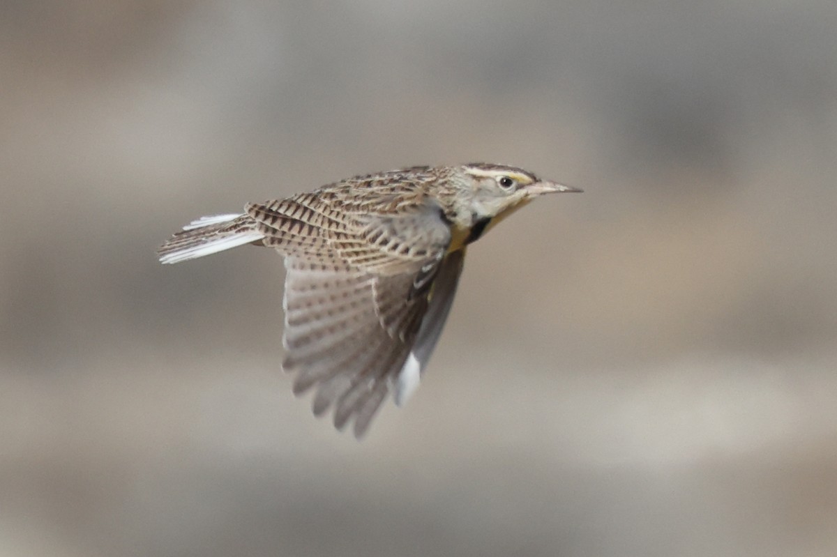 Western Meadowlark - ML646680562