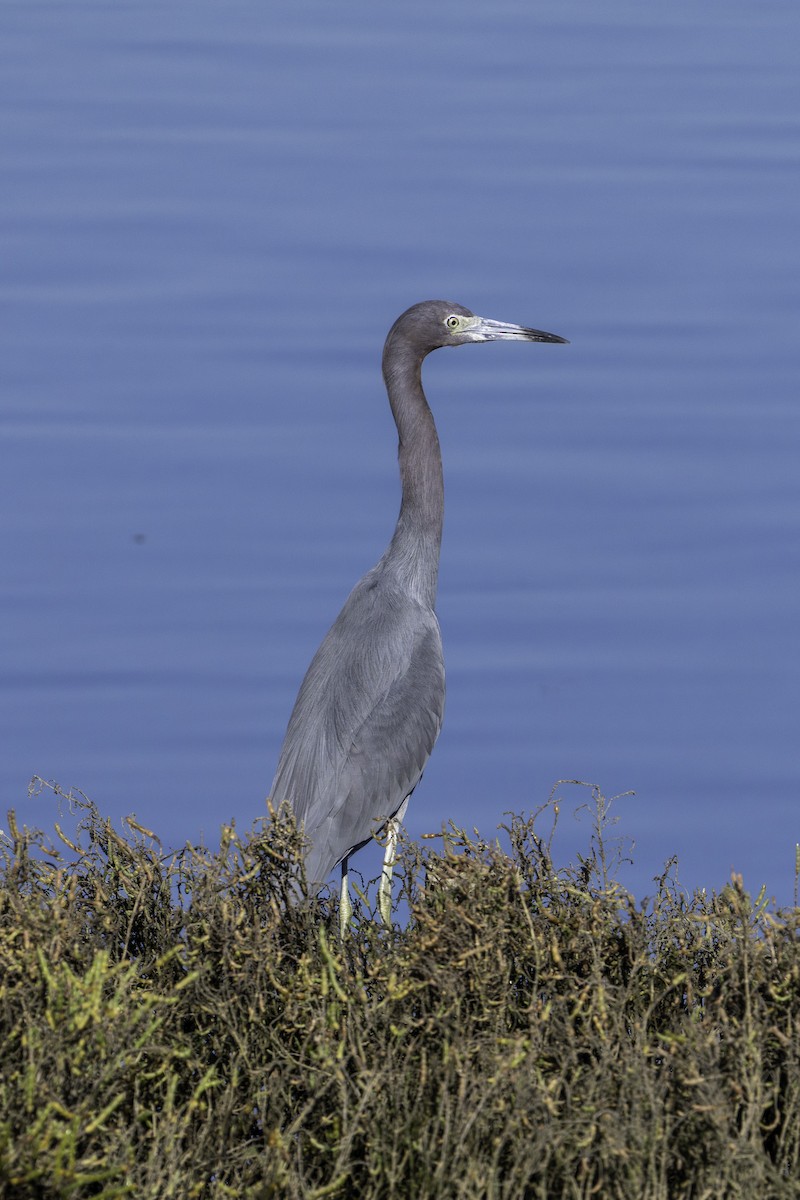 Little Blue Heron - ML646680563