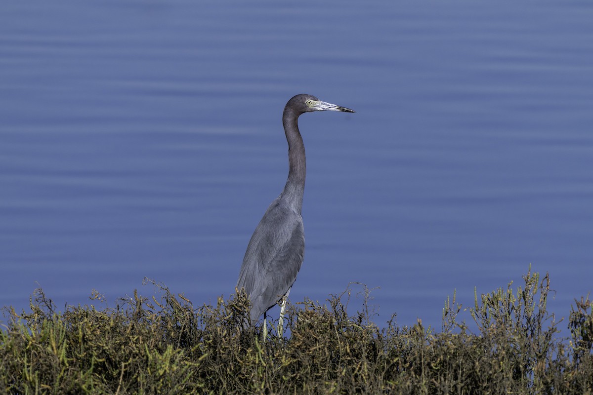 Little Blue Heron - ML646680564