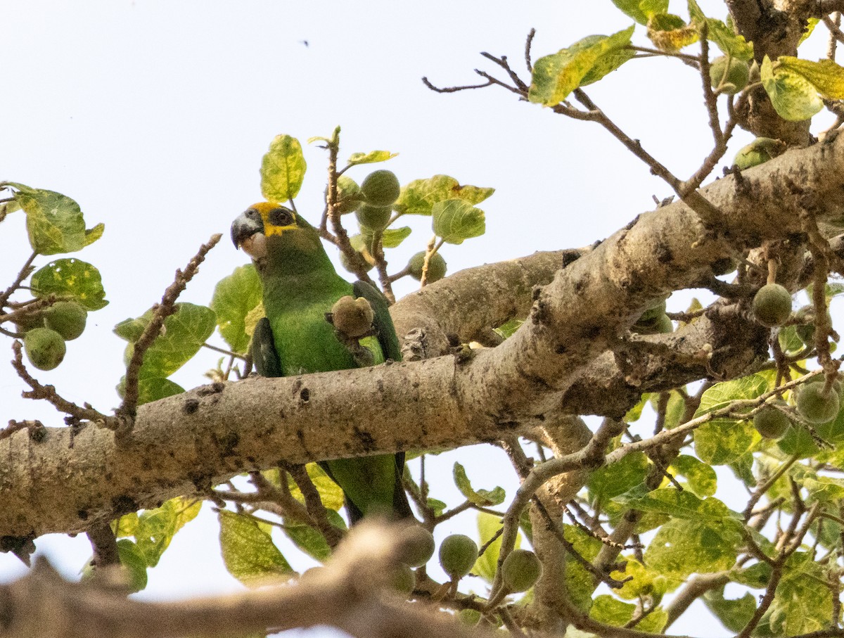Yellow-fronted Parrot - ML646680565