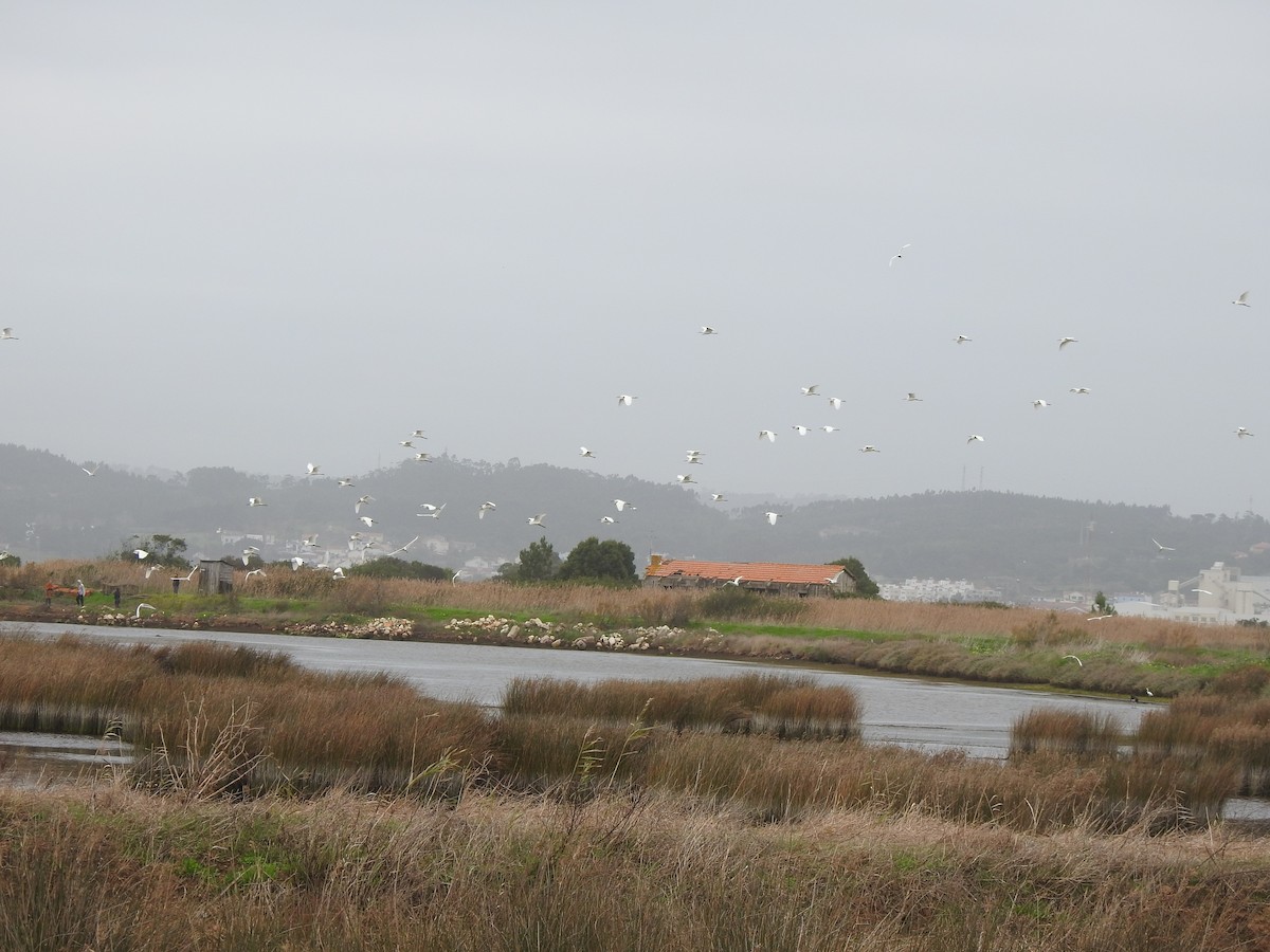 Garzetta - ML646680566