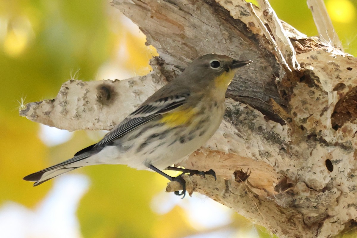 Yellow-rumped Warbler - ML646680567