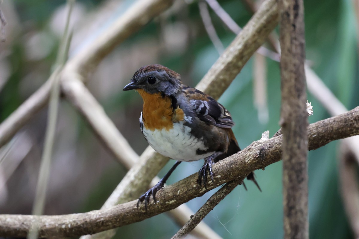Australian Logrunner - ML646680569