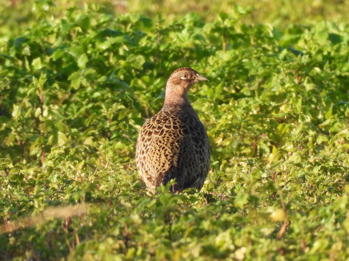 Fagiano comune - ML646680570