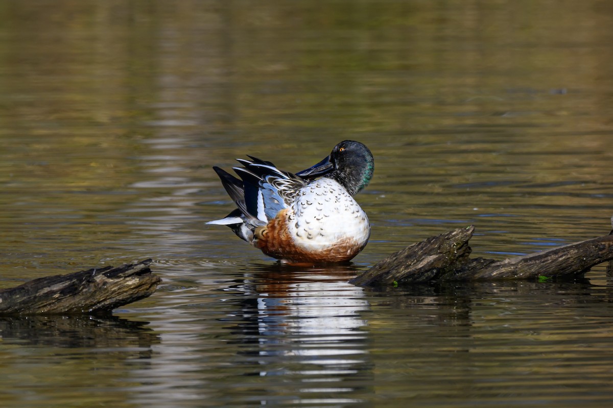 Northern Shoveler - ML646680572