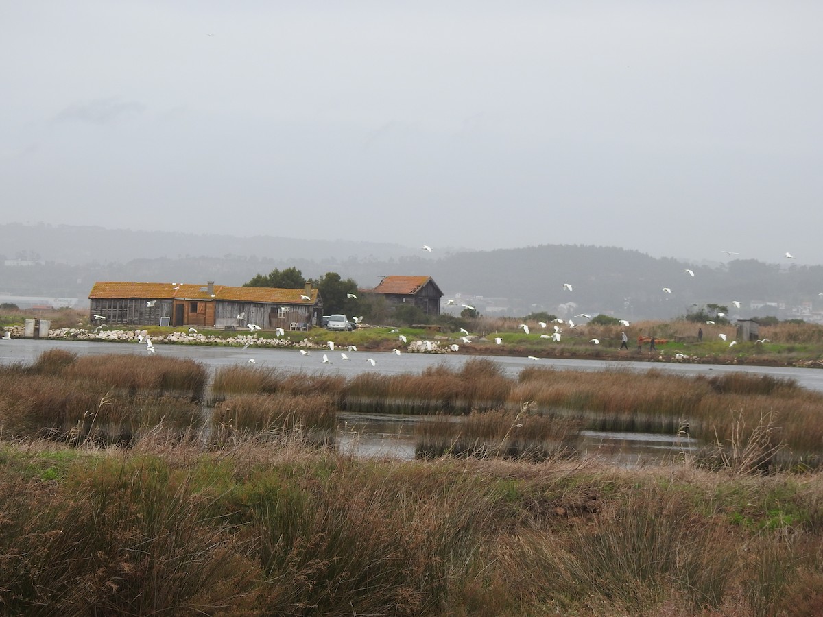 Garzetta - ML646680573