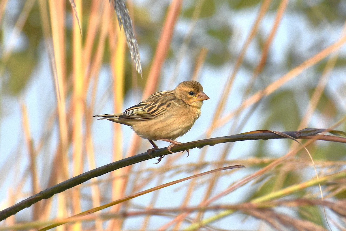 Baya Weaver - ML646680574