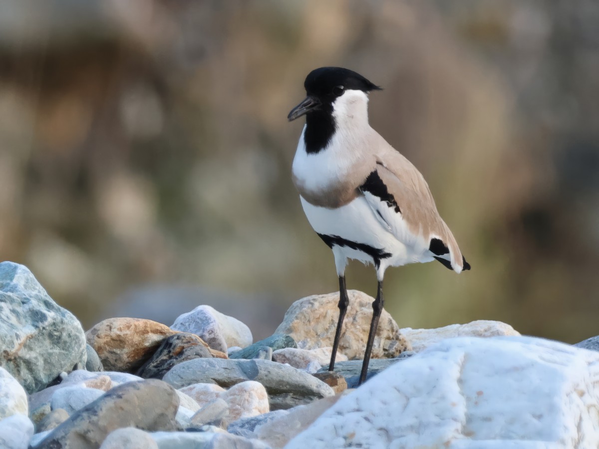 River Lapwing - ML646680575