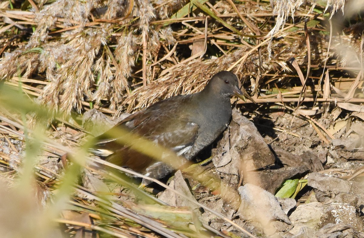Gallinella d'acqua - ML646680576