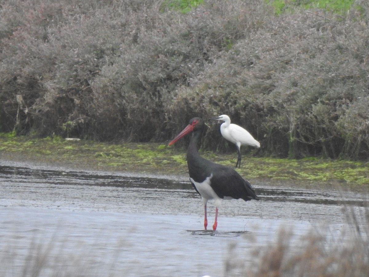 Cicogna nera - ML646680577